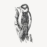 Woodpecker bird clipart, vintage hand drawn vector. Free public domain CC0 image.