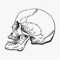 Human skull clipart, vintage hand drawn vector. Free public domain CC0 image.