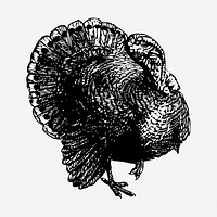 Turkey bird vintage illustration. Free public domain CC0 image.