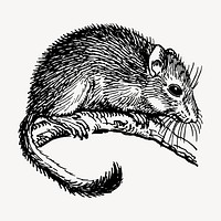 Cute dormouse clipart, vintage hand drawn vector. Free public domain CC0 image.