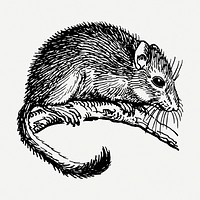 Cute dormouse drawing, vintage illustration psd. Free public domain CC0 image.