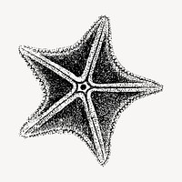 Starfish clipart, vintage hand drawn vector. Free public domain CC0 image.