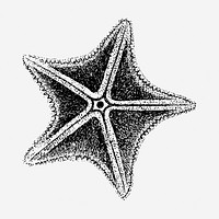 Starfish vintage illustration. Free public domain CC0 image.