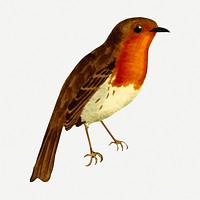 European robin bird drawing, vintage illustration psd. Free public domain CC0 image.