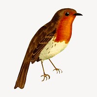 European robin bird clipart, vintage hand drawn vector. Free public domain CC0 image.