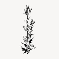 Thistle flower clipart, vintage hand drawn vector. Free public domain CC0 image.