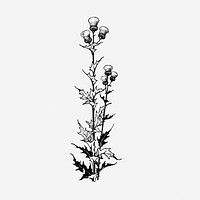 Thistle flower vintage illustration. Free public domain CC0 image.