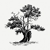 Sparse tree drawing, vintage illustration psd. Free public domain CC0 image.