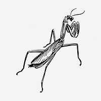Praying mantis vintage illustration. Free public domain CC0 image.