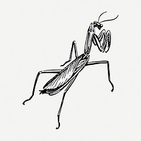 Praying mantis drawing, vintage illustration psd. Free public domain CC0 image.