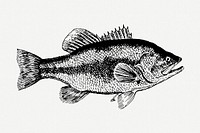 Fish drawing, vintage illustration psd. Free public domain CC0 image.