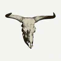 Bison skull drawing, vintage illustration psd. Free public domain CC0 image.