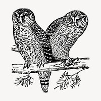 Two owls clipart, vintage hand drawn vector. Free public domain CC0 image.