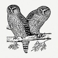 Two owls drawing, vintage illustration psd. Free public domain CC0 image.