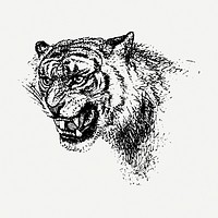 Roaring tiger drawing, vintage illustration psd. Free public domain CC0 image.