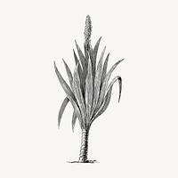 Cordaites borassifolia plant clipart, vintage hand drawn vector. Free public domain CC0 image.