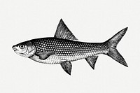 Fish drawing, vintage illustration psd. Free public domain CC0 image.