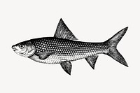 Fish clipart, vintage hand drawn vector. Free public domain CC0 image.