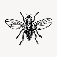 Fly insect clipart, vintage hand drawn vector. Free public domain CC0 image.