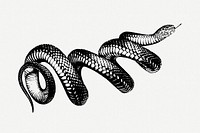 Coiled snake drawing, vintage illustration psd. Free public domain CC0 image.