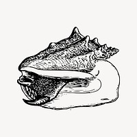 Conch clipart, drawing illustration vector. Free public domain CC0 image.