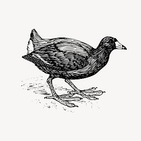 Coot bird clipart, drawing illustration vector. Free public domain CC0 image.