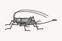 Cricket clipart, drawing illustration vector. Free public domain CC0 image.