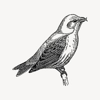 Crossbill bird clipart, drawing illustration vector. Free public domain CC0 image.