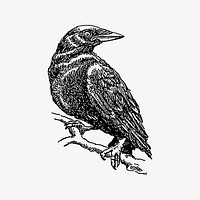 Crow bird clipart, drawing illustration vector. Free public domain CC0 image.