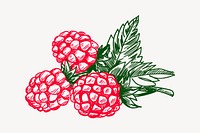 Raspberry  clipart, drawing illustration vector. Free public domain CC0 image.