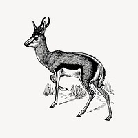 Springbok clipart, drawing illustration vector. Free public domain CC0 image.