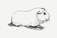 Guinea pig collage element, vintage illustration psd. Free public domain CC0 image.