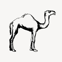 Camel clipart, drawing illustration vector. Free public domain CC0 image.