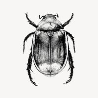 Beetle clipart, drawing illustration vector. Free public domain CC0 image.