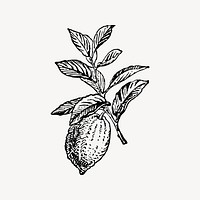 Lemon clipart, drawing illustration vector. Free public domain CC0 image.