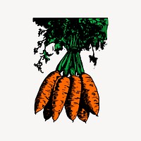 Carrot clipart, drawing illustration vector. Free public domain CC0 image.