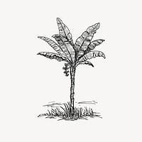 Palm tree clipart, drawing illustration vector. Free public domain CC0 image.