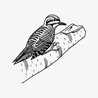 Woodpecker bird clipart, drawing illustration vector. Free public domain CC0 image.