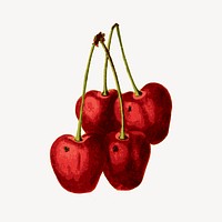 Cherry clipart, drawing illustration vector. Free public domain CC0 image.