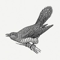Cuckoo bird drawing, vintage illustration psd. Free public domain CC0 image.