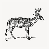 Deer   clipart, vintage hand drawn vector. Free public domain CC0 image.