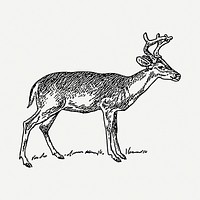 Deer  drawing, vintage illustration psd. Free public domain CC0 image.