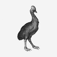 Cassowary bird drawing, vintage illustration. Free public domain CC0 image.