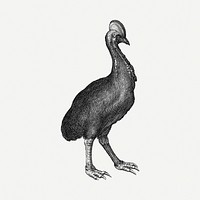 Cassowary bird drawing, vintage illustration psd. Free public domain CC0 image.