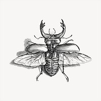 Beetle  clipart, vintage hand drawn vector. Free public domain CC0 image.
