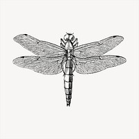 Dragonfly  clipart, vintage hand drawn vector. Free public domain CC0 image.