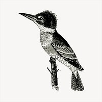 Kingfisher bird  clipart, vintage hand drawn vector. Free public domain CC0 image.