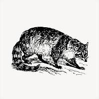 Raccoon  clipart, vintage hand drawn vector. Free public domain CC0 image.