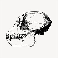 Monkey skull  clipart, vintage hand drawn vector. Free public domain CC0 image.