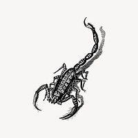 Scorpion collage element, drawing illustration vector. Free public domain CC0 image.